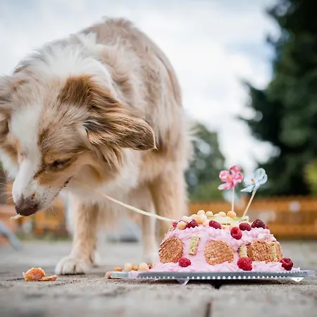 Otel Steiger Schneeberg (Saxony)