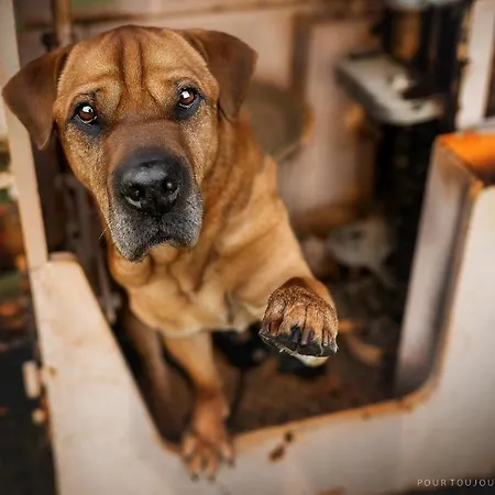 Steiger 3* Schneeberg (Saxony)