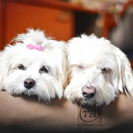 Steiger 3* Schneeberg (Saxony)